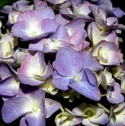 A Purple Blue Explosion Photograph by Kim Galluzzo