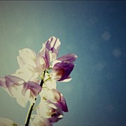A Sizzling Summer Day, Tempting You To Photograph by Christine Cherry