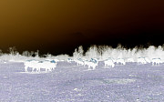 Abstract with Buffalo  Photograph by Kim Galluzzo