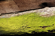 Abstract With Green Photograph by Todd Blanchard