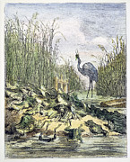 King Crane Drawing by Gustave Dore