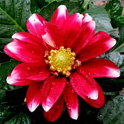 After The Rain Photograph by Kim Galluzzo