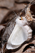 Agreeable Tiger Moth With Ant Photograph by Daniel Reed