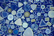 Algae, Fossil Diatoms, Lm Photograph by M I Walker