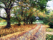 Along the Path Under the Trees Photograph by Susan Savad Along the Path Under the Trees Photograph by Susan Savad