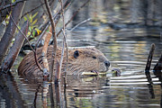 American Beaver Photograph by Ronald Lutz