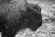 American Buffalo 1  by Scott Hovind