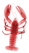 American Lobster Photograph by Ted Kinsman