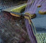 Animal Cell Junctions Digital Art by Russell Kightley