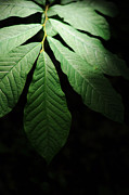 Asimina Triloba Foliage Photograph by Rebecca Sherman