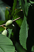 Asimina Triloba Fruit Photograph by Rebecca Sherman