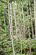 Aspens and Red Berries Photograph by Melany Sarafis