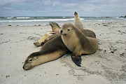 Australian Sea Lion Neophoca Cinerea Photograph by Gerry Ellis