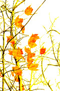 Autumn Leaves Abstract Photograph by Andee Design