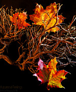 Autumnal Feelings Photograph by B Cash