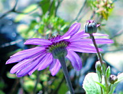 Avatar's Pericallis Photograph by Rory Siegel