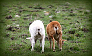 Baby Side By Side Love Photograph by Kim Galluzzo