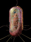 Bacterial Cell Generalised Digital Art by Russell Kightley