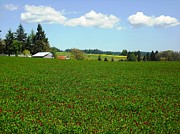Banks Oregon Photograph by Kelly Manning
