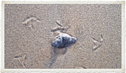 Beach Beauties  Photograph by Kim Galluzzo