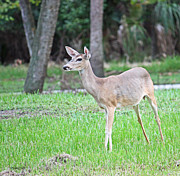 Beautiful Doe Photograph by Terri Mills