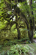 Bigleaf Maple Acer Macrophyllum Photograph by Konrad Wothe