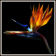 Bird of Paradise Two Days Later Photograph by Farol Tomson
