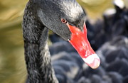 Black Beauty Photograph by Kim Galluzzo