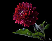 Black Dahlia Photograph by Endre Balogh Black Dahlia Photograph by Endre Balogh