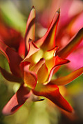 Blossom Photograph by Yhun Suarez