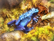 Blue Dart Frog Photograph by Susan Savad Blue Dart Frog Photograph by Susan Savad