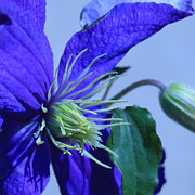 Blue Flower Photograph by Donna Corless Blue Flower Photograph by Donna Corless