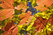 Blue Ridge Autumn Leaves 1.0 Photograph by Bruce Gourley