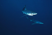 Blue Shark Prionace Glauca Pair Photograph by Flip Nicklin Blue Shark Prionace Glauca Pair Photograph by Flip Nicklin