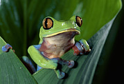 Blue-sided Leaf Frog Agalychnis Annae Photograph by Michael & Patricia Fogden