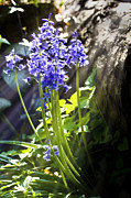 Bluebells in the woods Photograph by Simon Bratt