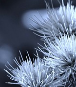 Blues on Blues Photograph by Julie Lueders 