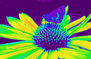 Boldness in Nature Photograph by Kim Galluzzo