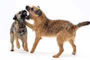 Border Terriers Photograph by Jane Burton