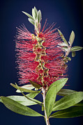 Bottlebrush with Blue Glow Photograph by Kelley King