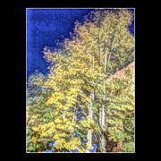 Breeze In The Trees Photograph by Paul Cutright