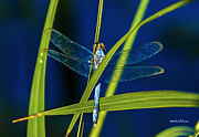 Brilliant Dragon Fly Photograph by Ed Peterson