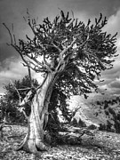 Bristlecone Patriarch  Photograph by Joe Schofield
