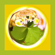Buggy Flower Orb Photograph by Bill Barber