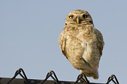 Burrowing Owl On Fence Alviso California Photograph by Sebastian Kennerknecht