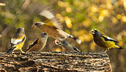 Busy Birds Photograph by Cheryl Baxter