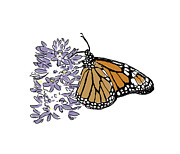 Butterfly On Flower Drawing by Daniel Reed
