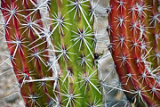 Cactus Colors Photograph by Dave Dilli