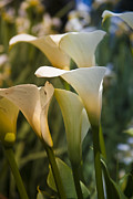 Cali Lily Photograph by Tony Locke