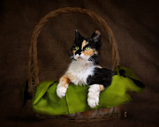 Calico Cat in Basket Photograph by Jai Johnson